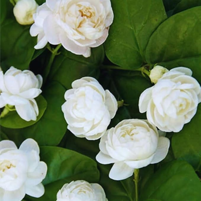 3 Grand Duke of Tuscany Jasmine Plants Live, 5 to 8 Inches Tall, Arabian Jasmine Vine Plant for Gardening and Outdoor Patio
