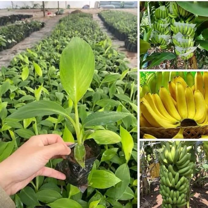 Grand Nain Banana Plant Live for Planting, Banana Trees Live Plants for Outdoor Indoor Planting, Cold Hardy, 4-7" in Tall, No Pot, Musa Plant