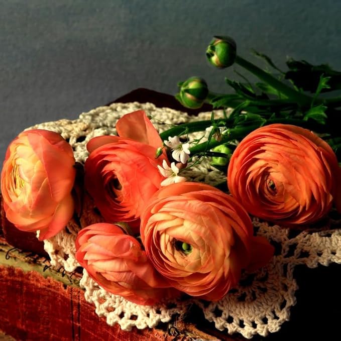 25 Ranunculus Bulbs for Fall Planting, Perennial Flowers Bulbs for Gardens, Vibrant Peony Buttercup Corms for Outdoor Borders (Orange Ranunculus)