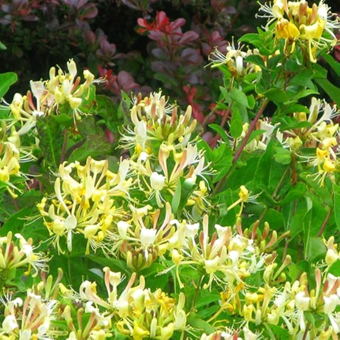 Set 2 Fragrant Honeysuckle Plants Live, Live Honeysuckle Plants 5-9" Tall Vines Bushes Climbing for Planting (Gold White)