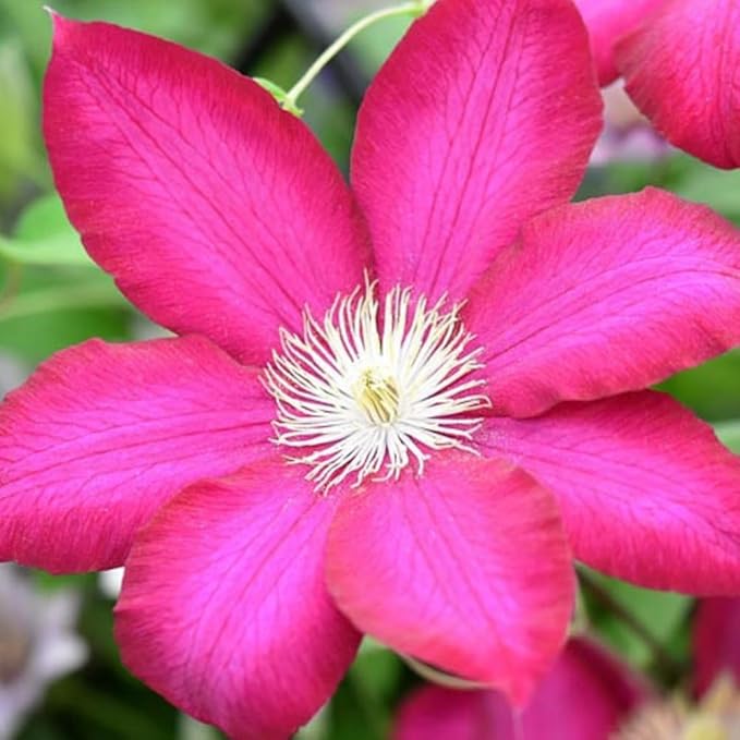 Burgundy Red Clematis Vine Live Plant Clematis Flower Perennial Starter Plant in 2.5 Inches Pot