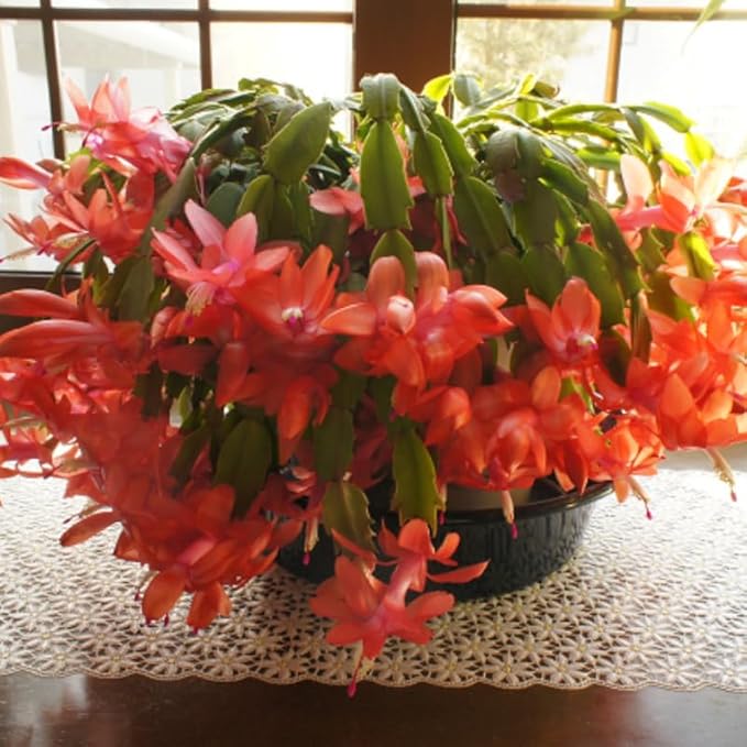 2 Orange Christmas Cactus Plants Live, True Thanksgiving Cactus Live Size 6-9" Inches Tall, Ready to Blooms, Holiday Houseplant, Cold Hardy, Bloom in Winter