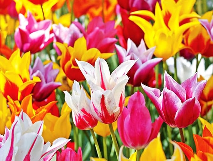 Mix Triumph Tulips 10 Bulbs for Fall Planting Colorful Flower Tulipa Darwin Hybrid Changing Colors Mixture Size 12+ 4 Varieties to Choose (Lily Flowering Mixture, 10, Mix Color)