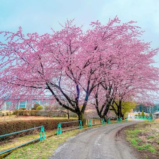 Cherry Blossom Tree, Dark Pink Cherry Tree Live Plant, 6-12 Inch Tall in 2.5 Inch Pot, Dormant in Winter