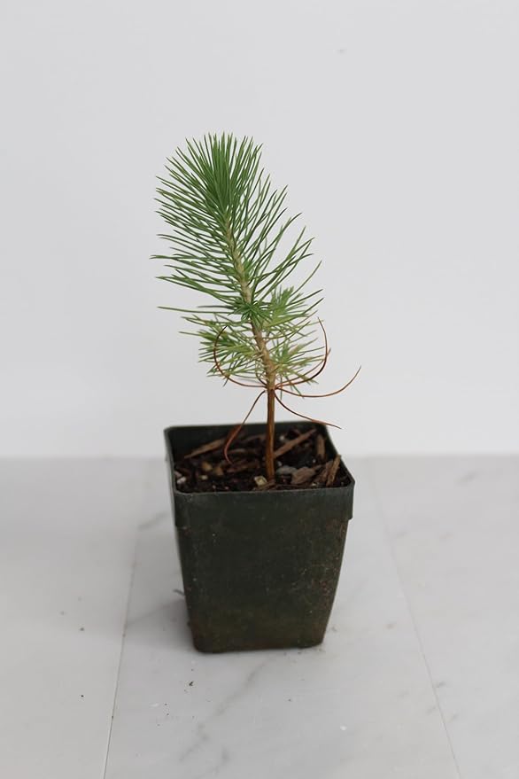 Generic Mini Bonsai Tree Starter Plant Gift Pinus Eldarica Aleppo Pine Afghan Pine Live Tree Pine Zen Garden House Plant Outdoor Plant 2 inch Pot (3), Green