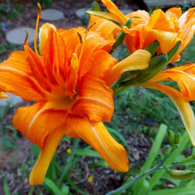 3 Double Orange Daylily Bulbs for Planting, Reblooming Daylilies Bulbs, Perennial Flowers Bulbs