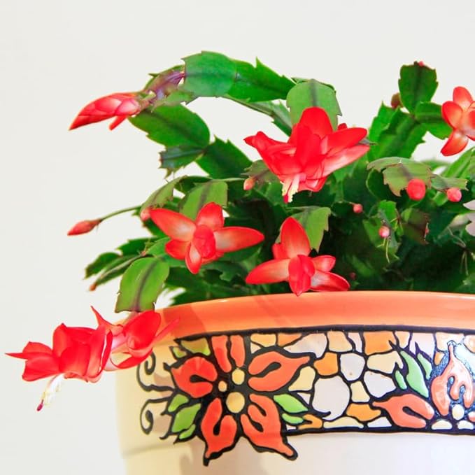 Thanksgiving Cactus Plants Live in 4" Pot, Holiday Christmas Cactus, Colorful Indoor Houseplant, Zygocactus Like, Ready to Bloom (Red)