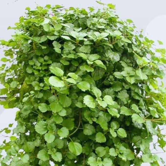 4 Swedish Ivy Plants Live House Plants, Plectranthus Plant for Gardening, 4 to 6 Inc Tall Live Plant
