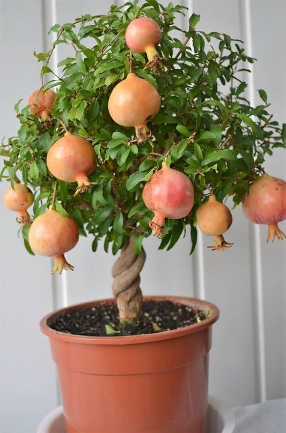 Gardenera Premium Pomegranate Potting Soil Mix - Ideal Nutrient Blend for Growing Robust, Flavorful, and Bountiful Pomegranate Trees - 1 Quart