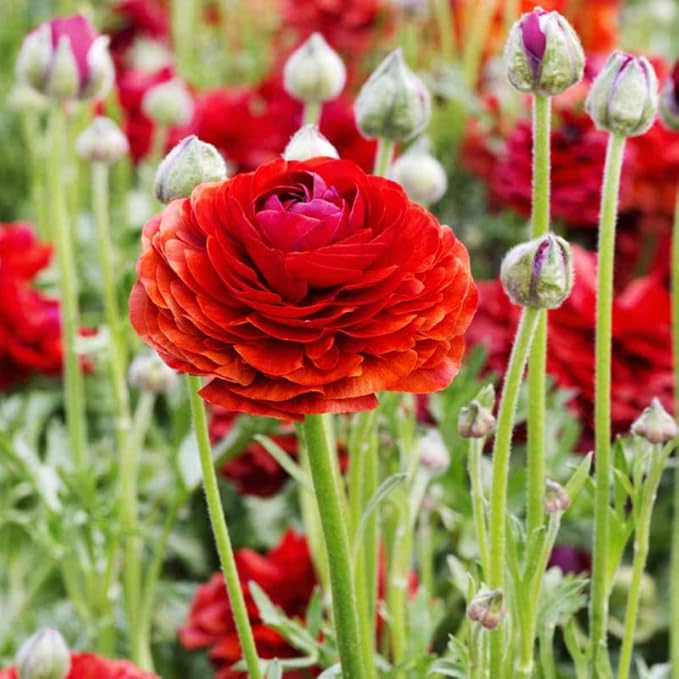 Ranunculus Bulbs for Planting, 25 Red Ranunculus Bulbs for Fall Planting, French Peony Ranunculus Corms Bulk Ranunculus Flowers Buttercups, Butterfly Ranunculus Bulbs to Grow