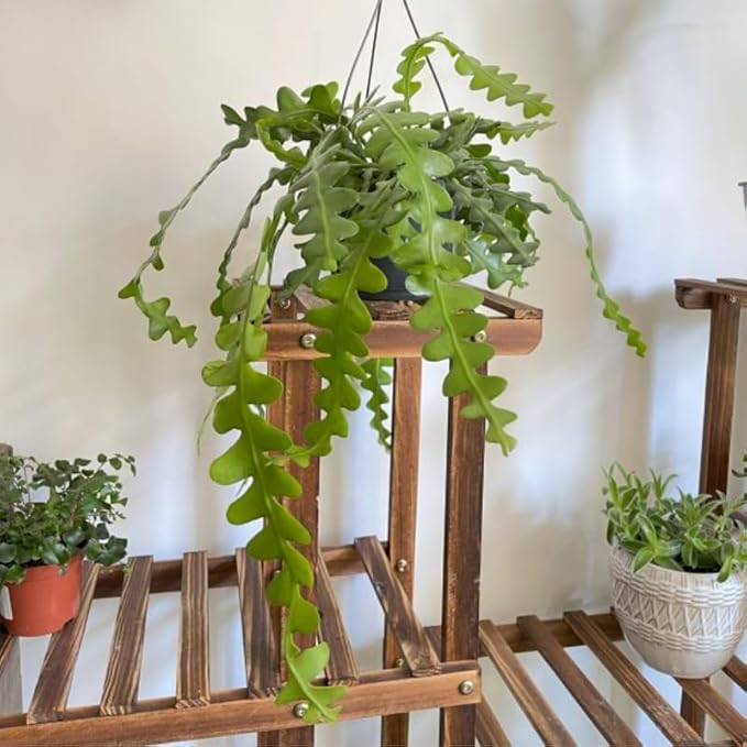 Fishbone Cactus Live Plant, Epiphyllum Flower Cactus in Pot, 4 to 8 Inch Tall, Perennial Well Rooted Plants
