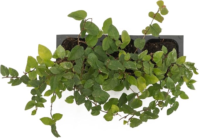 3 Creeping Fig, Live Plants – Ficus Repens – Fast-Growing & Versatile Climbing Vine in 2.5” Nursery Cubes – Perfect for Living Walls, Topiaries, Ground Cover & Indoor/Outdoor Decor