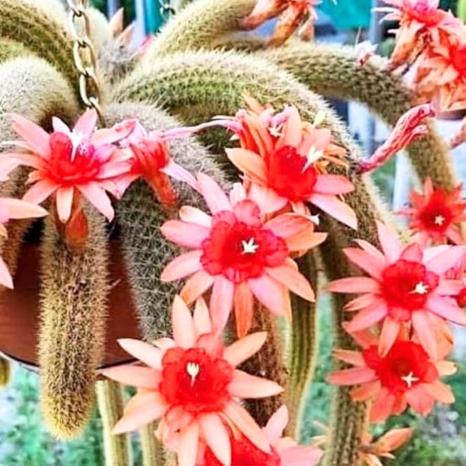 Monkey Tail Cactus Live Plant, 6-8 Inch Rare Trailing Cactus Live Rooted Succulent, Easy Care Hanging Cactus Houseplant Bareroot