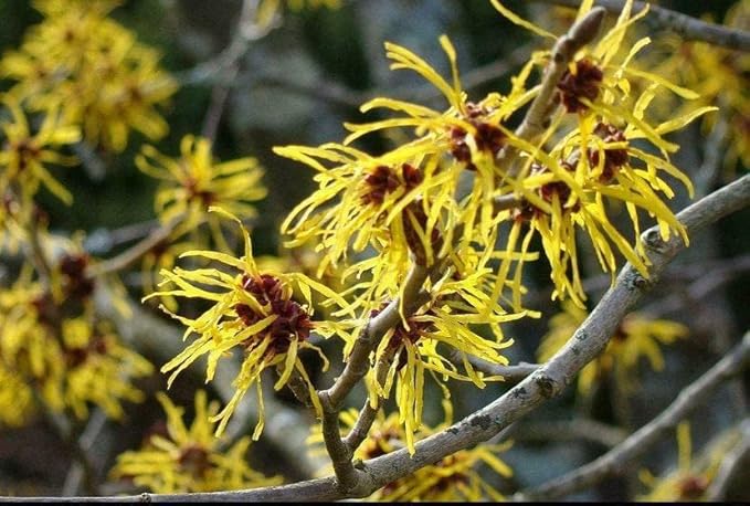 2 Witch Hazel Trees/Shrubs - 8" Tall Live Plants - 4" Pots - Hamamelis virginiana