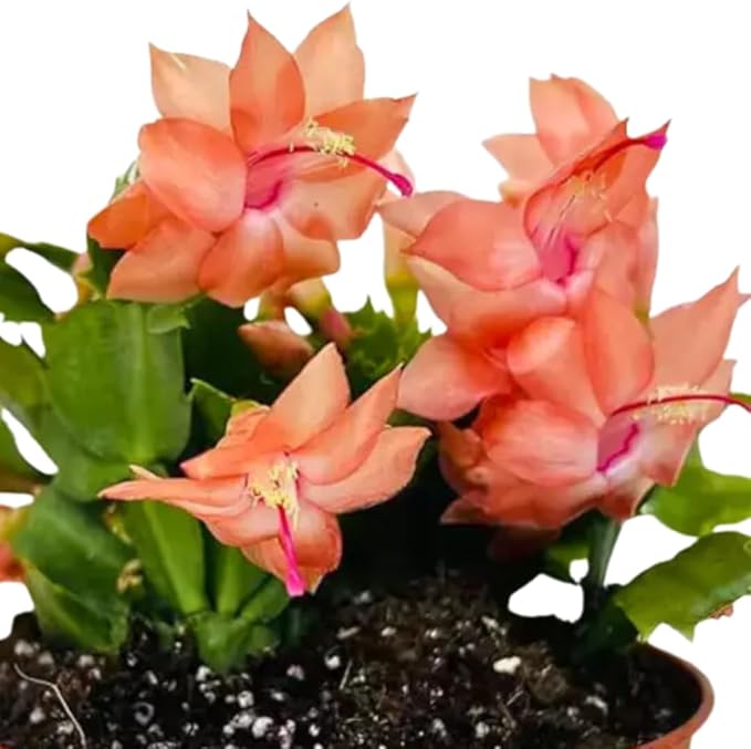 Salmon Christmas Cactus Plants Live, Thanksgiving Cactus Easter Cactus Plants Live, Well-Rooted Cold Hardy, Holiday Cactus for Indoor Outdoor Planting, 4-8 Inc Tall, Starter Tree