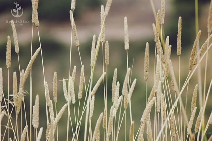 Climax Timothy Grass Seeds, 5 Pounds Pack by Seeds2Go