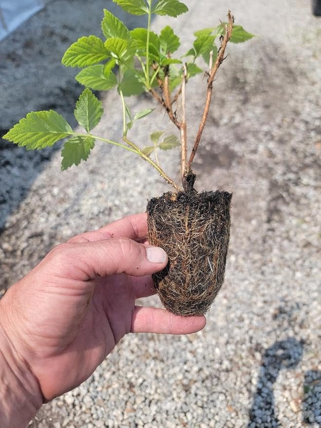 COHO Red Raspberry (Rubus) - Starter Plant (7L) (1 Live Plant)