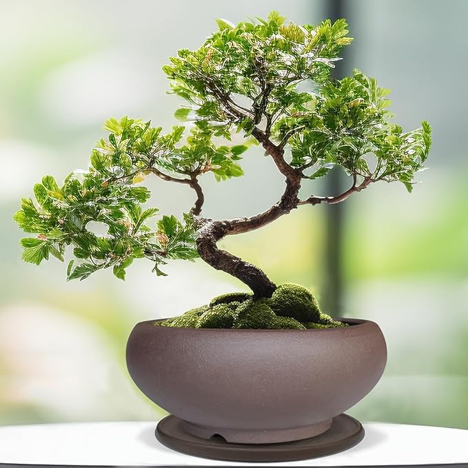 MUZHI 5.3” Round Ceramic Bonsai Starter Pots with Trays Set of 2 Brown and Red, Small Vintage Unglazed Succulent Pots with Saucers Minimalist Classic Mame Bonsai Planter with Drainage