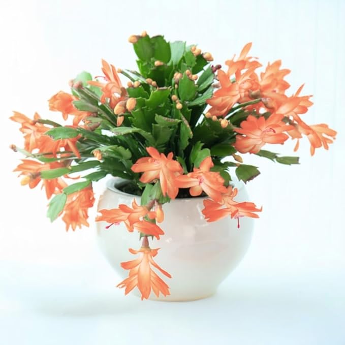 Christmas Cactus Plants Live, Thanksgiving Cactus Easter Cactus Like, 4-8 Inc Tall, Cold Hardy, Holiday Cactus for Indoor Outdoor Planting, Starter Size (Salmon)