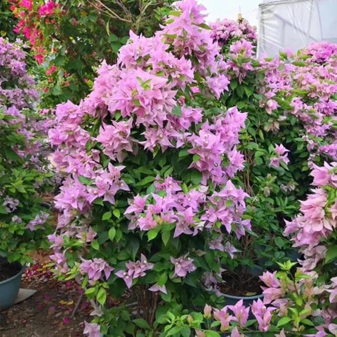 2 Bougainvillea Plants Live, Trailing Flowering Vines, 5-9” Tall, Well-Rooted Bougainvillea Trees for Outdoor Garden or Patio (Light Purple Bougainvillea)