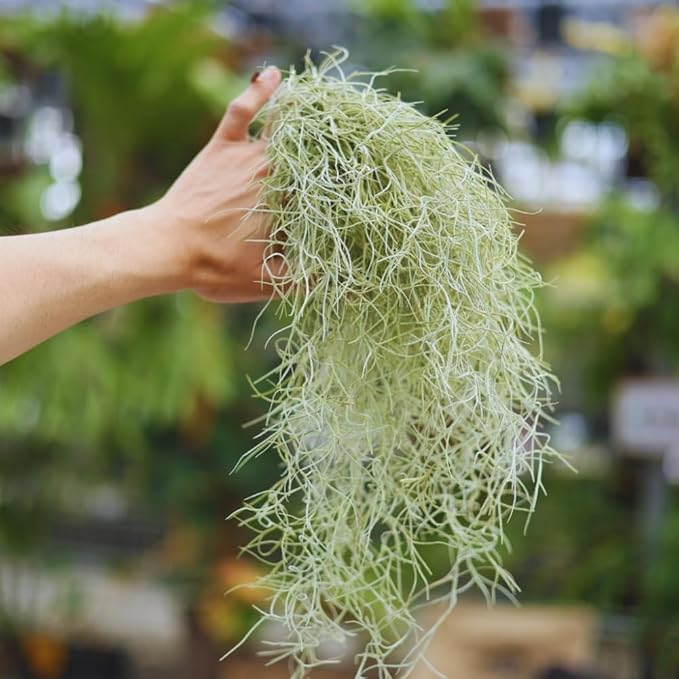 Spanish Moss Tillandsia Air Plants, Spanish Moss Plant Live, 1 to 2 Feet Long, Succulent Plants Live for Gardening Indoor Outdoor