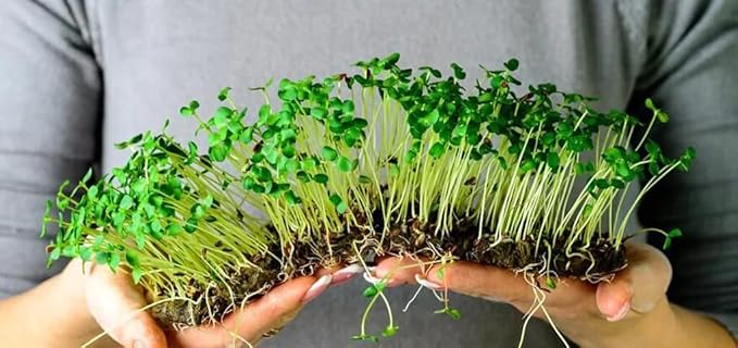 Gardenera Organic Microgreens Premium Potting Mix: Superior Nutrient Retention and Plant Vitality - 5 Quart