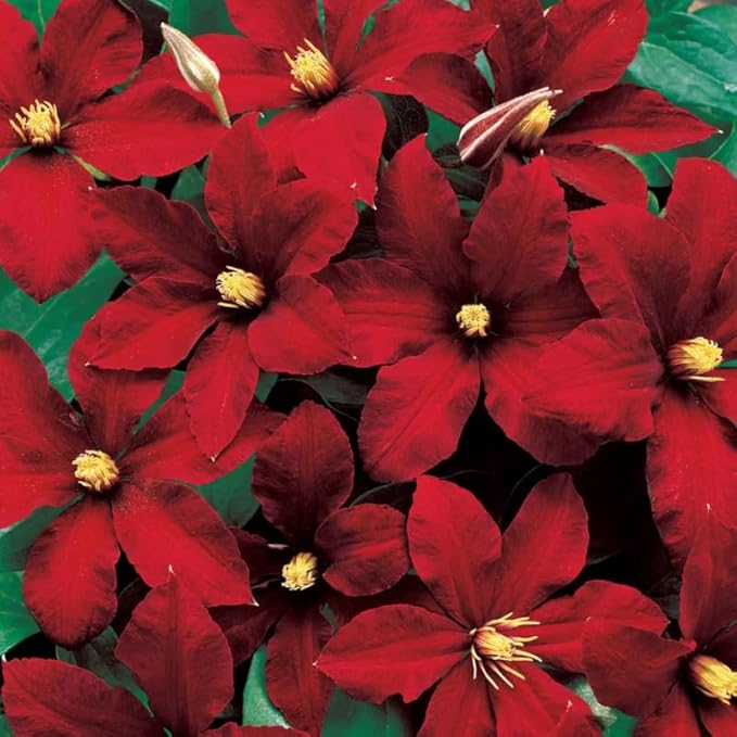 Red Clematis Vine Plants Live in Pot, 8 Months Old Seedlings Climbing Flowering, Outdoor Trellis Fences, Cold Hardy