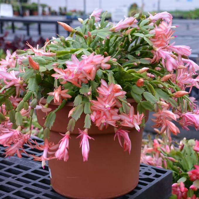 2 Salmon Christmas Cactus Plants, Thanksgiving Cactus 3-6 Inch Tall, Winter Succulents Flowers Container Hanging Basket Indoor Outdoor Planting