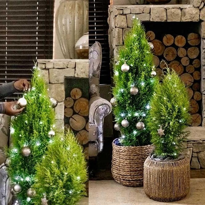 Lemony Christmas Tree. Lemon Cypress 'Goldcrest' (Cupressus Macrocarpa) - Vibrant Yellow-Green Foliage, Citrus Scent, Indoor/Outdoor (2 Cypress-Lemon Cups)
