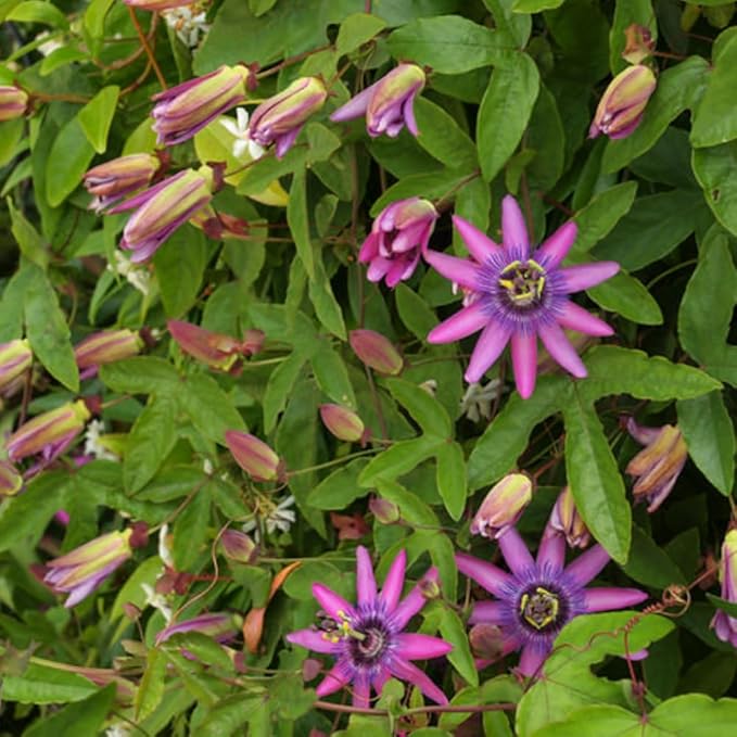 Lavender Passion Flower Plant - Lavender Passion Flower Vine Live Plant - Size 5 to 7 Inch Tall, Passiflora Flowers Starter Plant, Without Pot