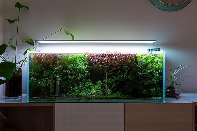 SubstrateSource Java Fern Live Aquarium Plants - Potted Freshwater Plant for Fish Tanks - Beginner Friendly, Low Light (Windelov, 3 Pots)