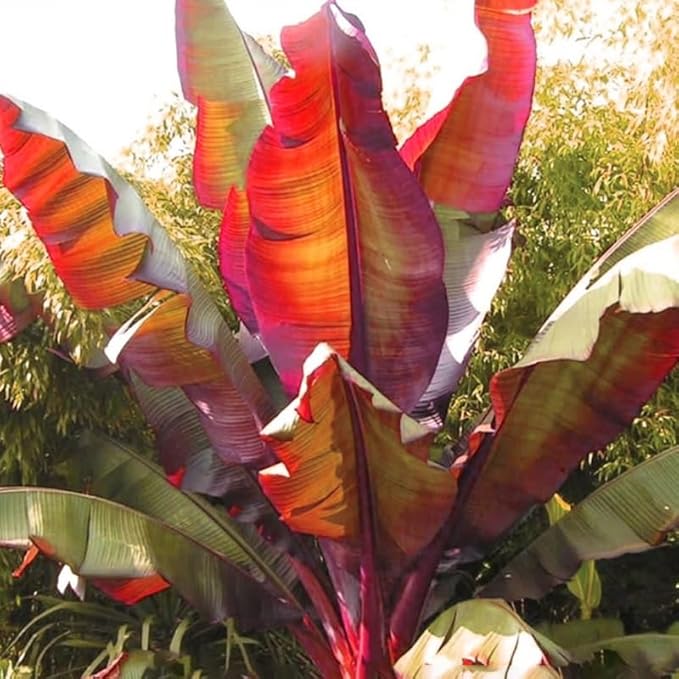 Zebrina Banana Plant Live for Planting, Banana Trees Live Plants for Outdoor Indoor Planting, Cold Hardy, 4-7" in Tall, No Pot, Musa Plant
