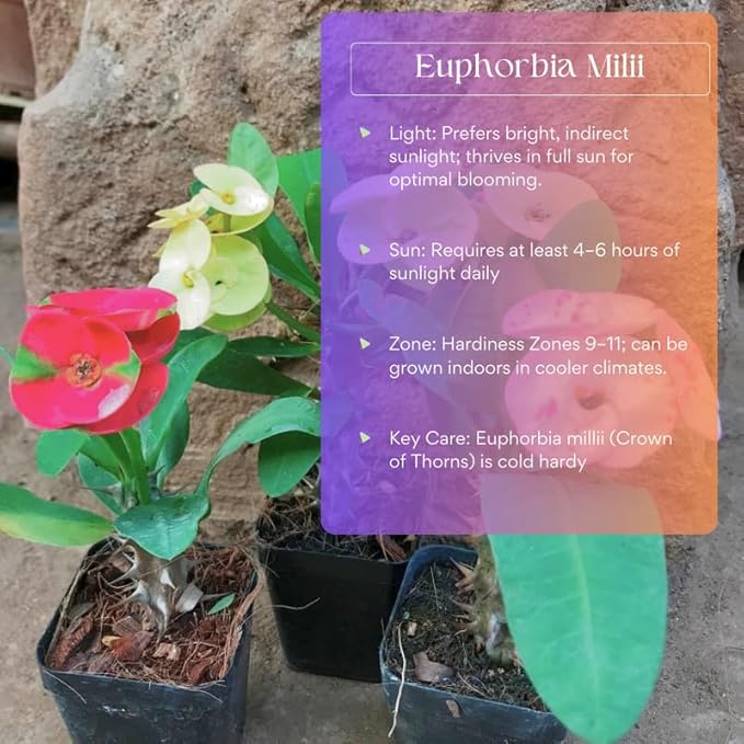 Yellow Crown of Thorns Plant Live in Pot, Euphorbia Milii Live Plants Very Hardy Houseplant Home Decoration, Year Round Blooming