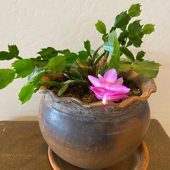 Pink Christmas Cactus Plants Live, Size 3-6" Christmas Cactus Plant, Colorful Holiday Houseplant Flowering Succulent Live Plants for Planting, Well Rooted, No Pot
