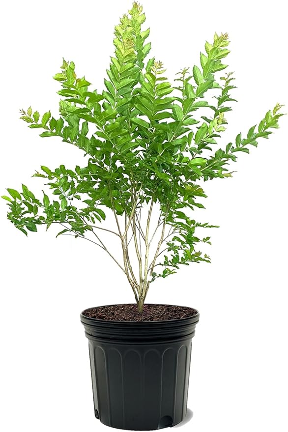 American Plant Exchange Crape Myrtle Tree, White Natchez, 7 Gallon Pot, 2-3ft. Tall, Extra Large Outdoor Plant for Landscape, Garden & Patio, Live Flowering Plant, Fast Growing and Cold Hardy