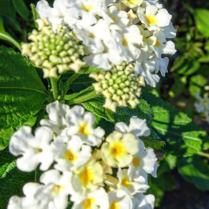 2 Trailing Lantana Plants Live, Lantana Live Plants for Planting Outdoors Between 5 and 7 Inc Long Garden (White)