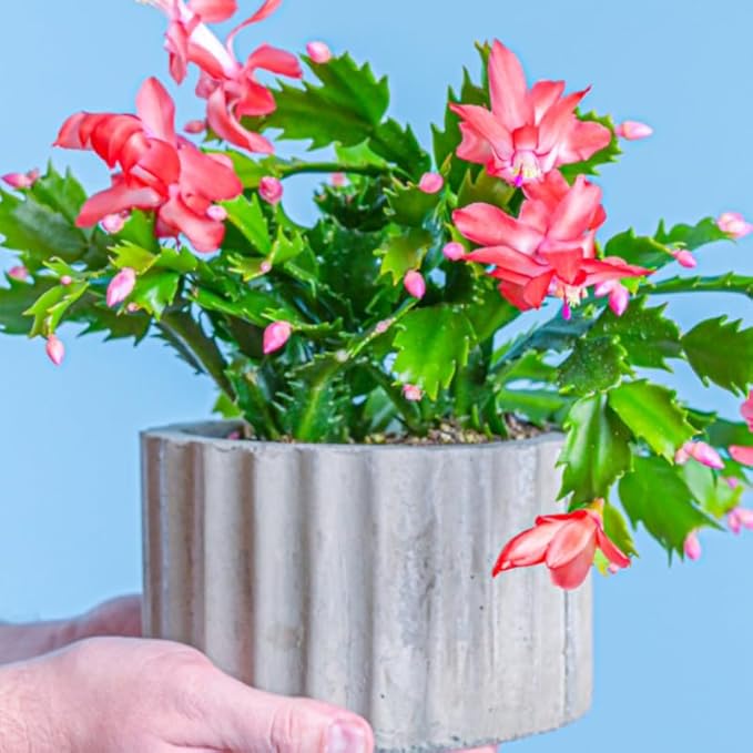 True Thanksgiving Cactus Plant Live in 4" Pot, Ready to Bloom, Holiday Christmas Cactus Plants Live, Red Blooms