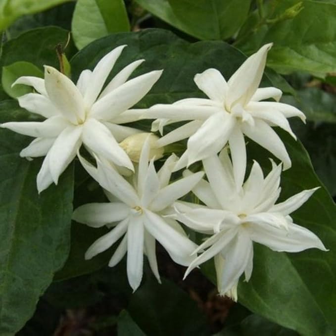 Jasmine Plant, Fragrant Jasmine Flower Vine 4-8 Inches Well Rooted for Container, Hanging Basket Growing (Common)