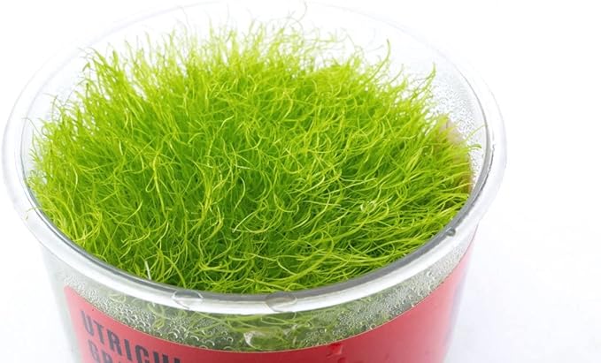 Ultum Nature Systems Utricularia Graminifolia Tissue Culture Live Plant for Aquarium, Freshwater Fish Tank Grass Carpet, Aquascaping - 100% Snail Free in Vitro