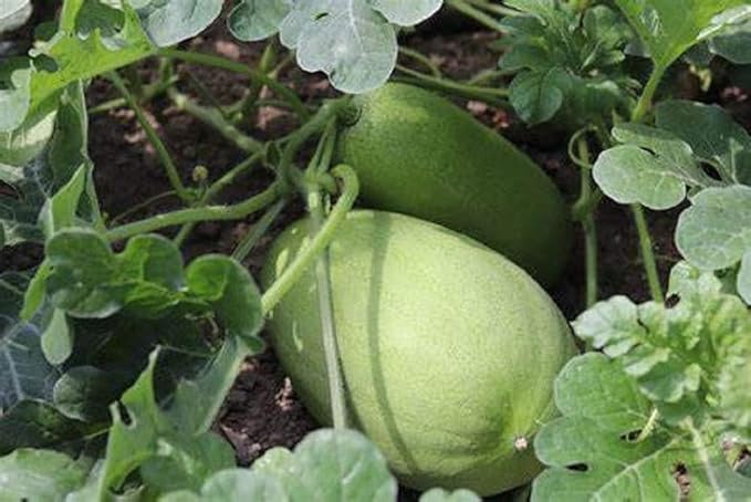 Charleston Grey Watermelon Seeds, COOL BEANS N SPROUTS Brand. (25 Seeds per Pack) Heirloom. Non-GMO. Home Gardening.