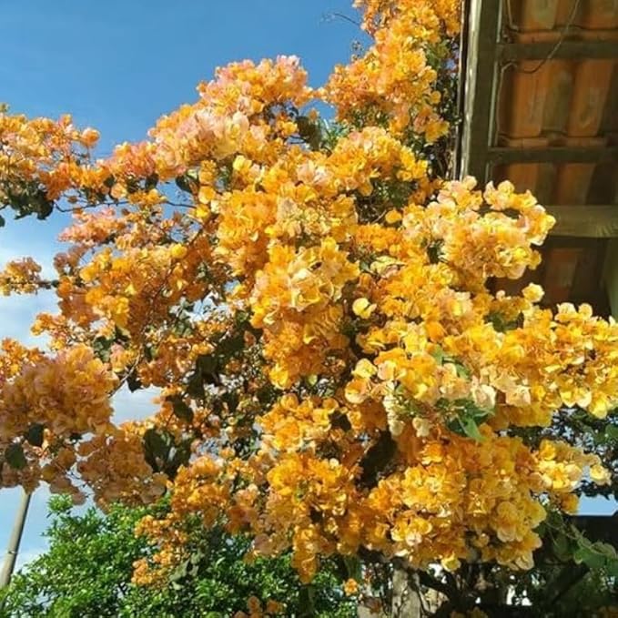 2 Bougainvillea Plants Live, Trailing Flowering Vines, 5-9” Tall, Well-Rooted Bougainvillea Trees for Outdoor Garden or Patio (Yellow Bougainvillea)