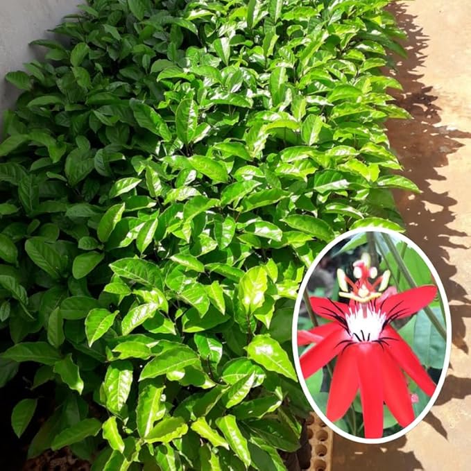 Passion Flower Plant Live, 5 to 8 Inch Tall Passiflora Vine, Fragrant Climbing Plant for Garden or Trellis, No Pot, Well-Rooted (Red Passion Flower)