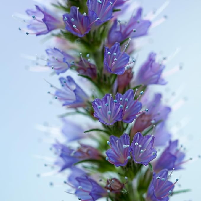 1000 Wild Vipers Bugloss Seeds Meadow Wildflower Blue Echium Vulgare Plant Seeds for Planting