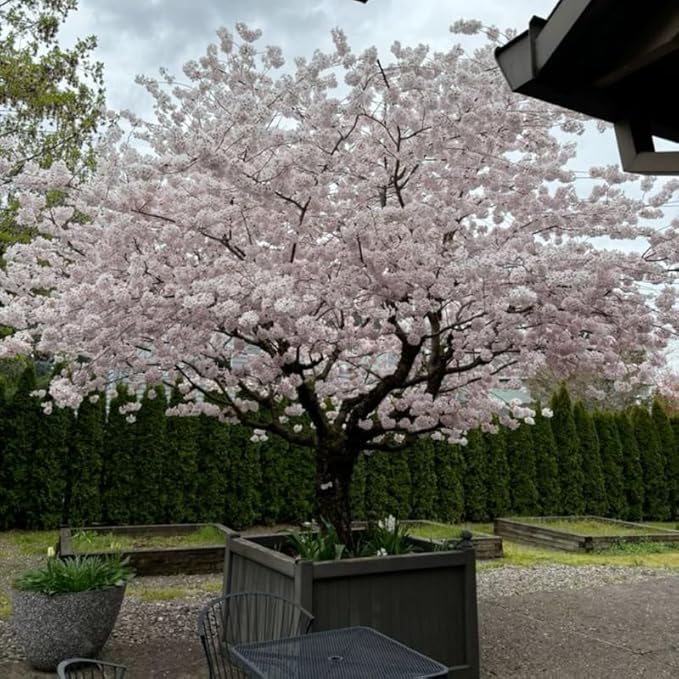 Cherry Blossom Tree, White Cherry Tree Live Plant, 6-12 Inch Tall in 2.5 Inch Pot, Dormant in Winter