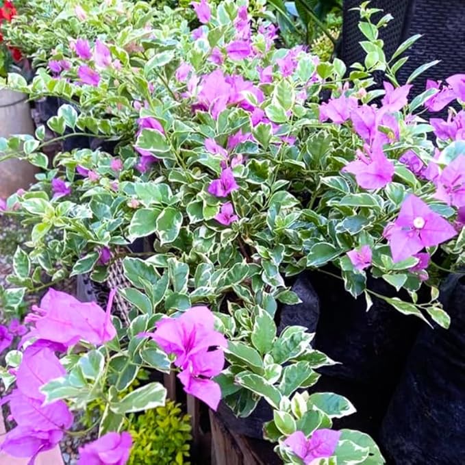 2 Bougainvillea Plants Live, Trailing Flowering Vines, 5-9” Tall, Well-Rooted Bougainvillea Trees for Outdoor Garden or Patio (Blueberry Ice Bougainvillea)