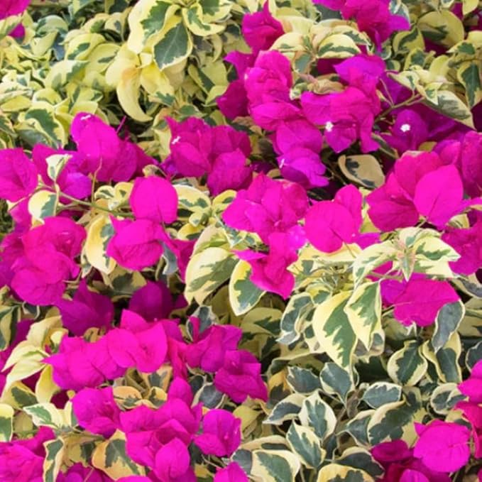2 Bougainvillea Plants Live, Trailing Flowering Vines, 5-9” Tall, Well-Rooted Bougainvillea Trees for Outdoor Garden or Patio (Raspberry Ice Bougainvillea)