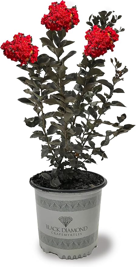 American Plant Exchange Black Diamond Crimson Red Crape Myrtle Tree Live, 3-Gallon Pot, 1-2ft Tall, Vibrant Red Flowers, Drought-Tolerant, Large Outdoor Landscape Accent, Year-Round Beauty