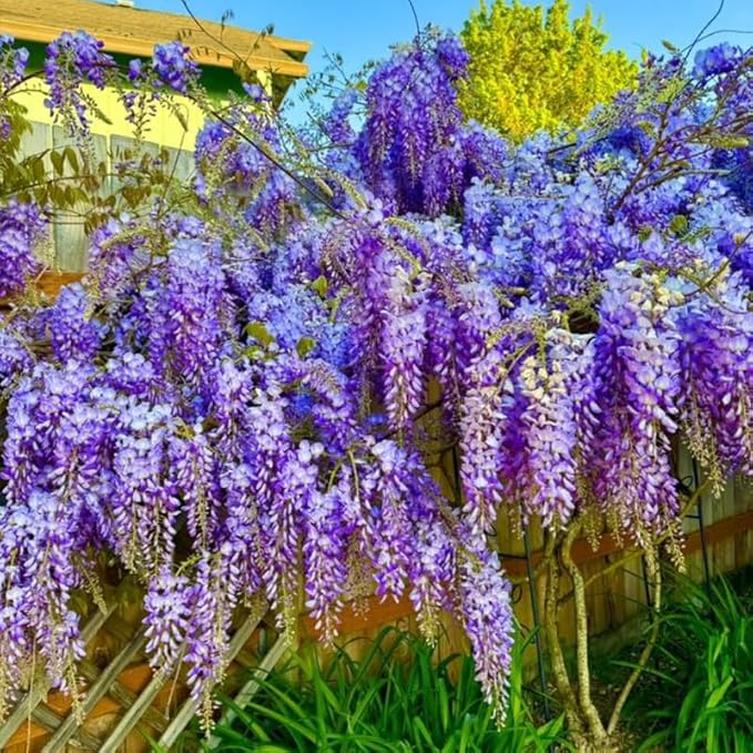 Purple Wisteria Live Plant in 2.5" Pot, 6-12 Inch Tall Fragrant Wisteria Vine for Garden Trellis and Containers