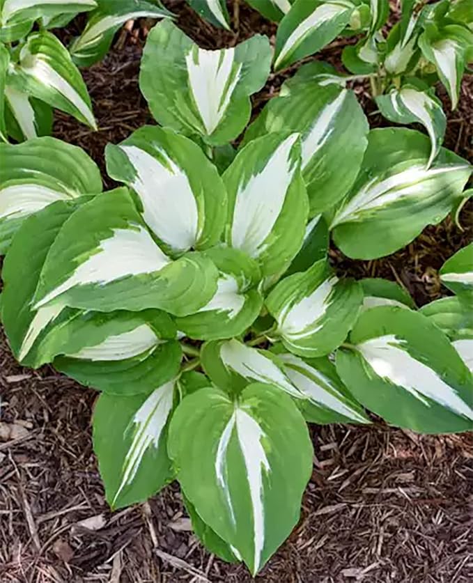 Aureo Marginata Hosta - Shade Plant 24" Tall - 36" Wide