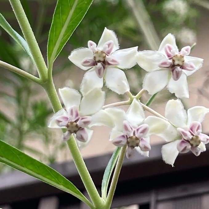 2 Milkweed Plants Live, Live Milkweed Plants, Asclepias Tuberosa Plant, 5 to 8 Inc Tall, Outdoors Gardening (White)